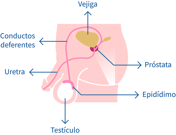 aparato sexual masculino